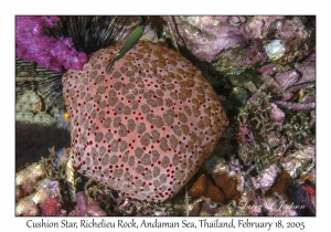 Cushion Star