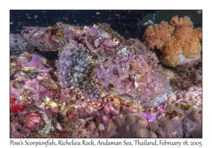 Poss's Scorpionfish