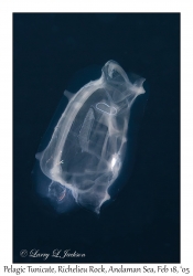 Pelagic Tunicate