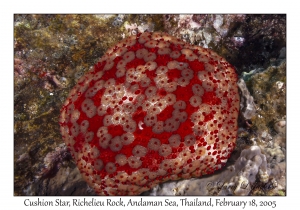 Cushion Star