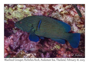 Bluelined Grouper