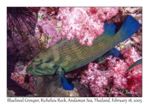 Bluelined Grouper