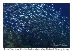 Robust Silversides