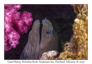 Giant Moray