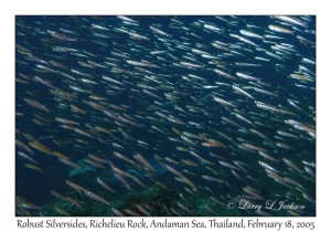 Robust Silversides