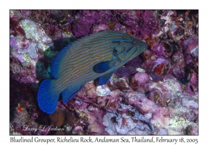 Bluelined Grouper