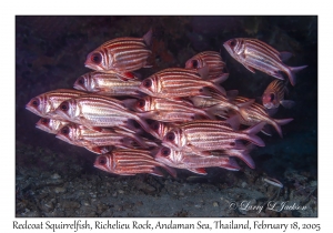 Redcoat Squirrelfish