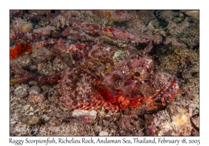 Raggy Scorpionfish