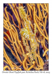 Ornate Ghost Pipefish pair