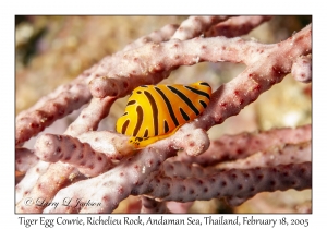 Tiger Egg Cowrie