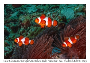 False Clown Anemonefish