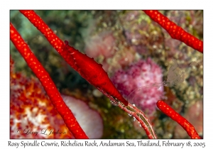 Rosy Spindle Cowrie