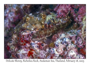 Delicate Blenny