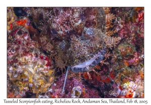 Tasseled Scorpionfish eating