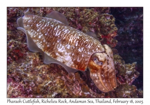 Pharaoh Cuttlefish