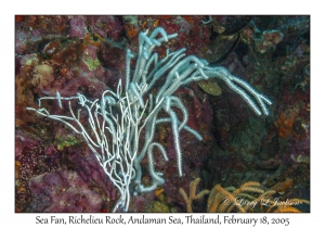 Sea Fan