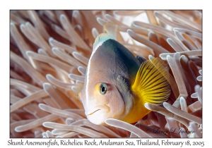 Skunk Anemonefish