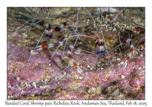 Banded Coral Shrimp pair