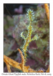 Ornate Ghost Pipefish male