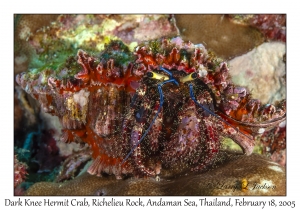 Dark Knee Hermit Crab