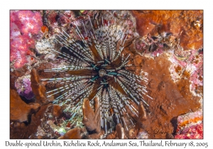 Double-spined Urchin