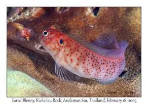 Eared Blenny