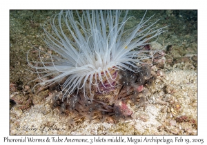 Phoronid Worms & Tube Anemone