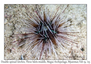 Double-spined Urchin