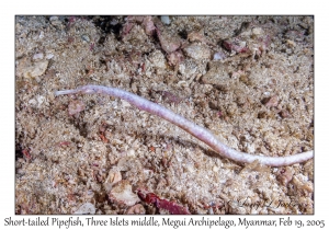 Short-tailed Pipefish