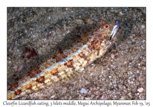 Clearfin Lizardfish eating