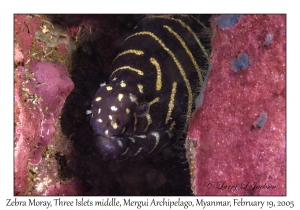 Zebra Moray