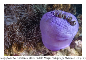 Magnificent Sea Anemones