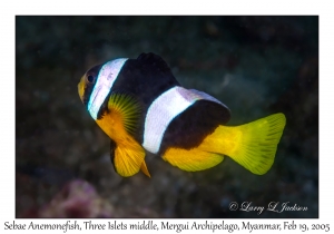 Sebae Anemonefish