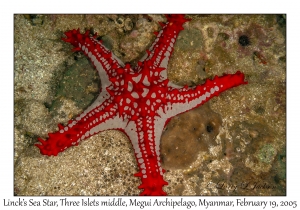 Linck's Sea Star