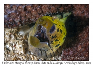 Fimbriated Moray & Undescribed Shrimp