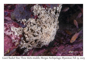 Giant Basket Star