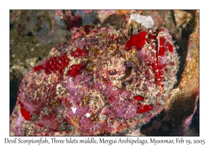 Devil Scorpionfish