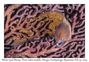 White-eyed Moray