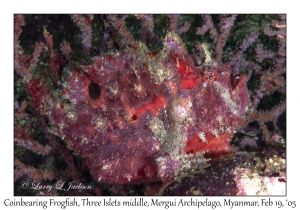 Coinbearing Frogfish