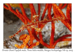 Ornate Ghost Pipefish male