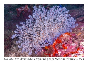 Sea Fan