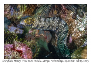 Snowflake Moray