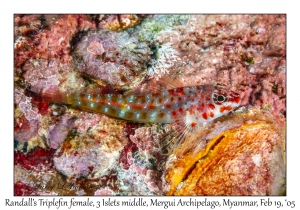 Randall's Triplefin female