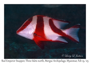 Red Emperor Snapper