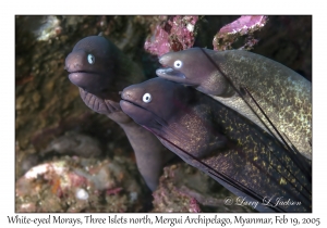 White-eyed Morays