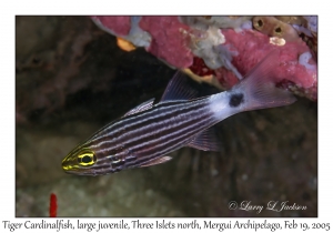 Tiger Cardinalfish