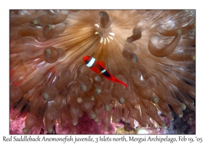 Red Saddleback Anemonefish juvenile