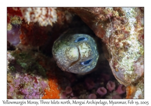 Yellowmargin Moray