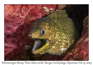 Yellowmargin Moray