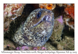 Yellowmargin Moray